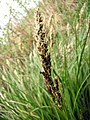 Carex paniculata plomsigge