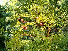 Cephalotaxus harringtonii