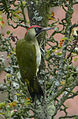 Kutkutokê kesk(Picus viridis)