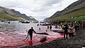 Image 20Grindadráp 2018 (from Culture of the Faroe Islands)