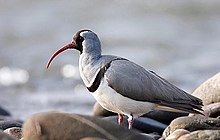 Ibisbill4-2.JPG