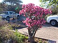 Adenium multiflorum jako pouliční zeleň