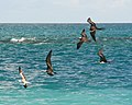 Frigatebirds chasing Red-footed Booby (kleptoparasitism)