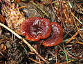 Lactarius atrobadius