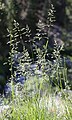 Mountain bluegrass (Poa wheeleri)