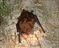 May 7: the greater noctule bat Nyctalus lasiopterus