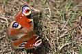 Butterfly, Peacock