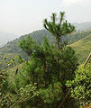 Young tree, LongShen, Guilin, China