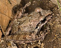 Pristimantis achatinus