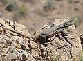 Chuckwalla.