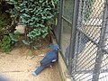 Crowned pigeons at Artis