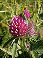 Trifolium alpestre