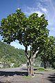 Artocarpus altilis at Bain Loti, Tahiti