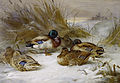 Winter landscape with mallard. Signed A.Thorburn. Watercolour and bodycolour, 47 x 66.5 cm