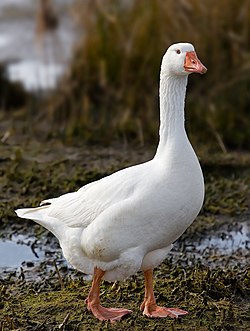 Embdeno žąsis