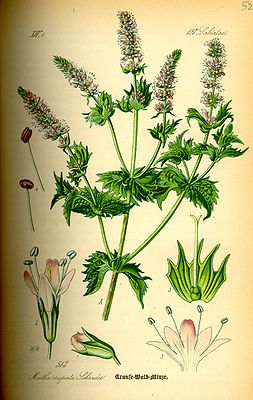 Krüüsemant (Mentha spicata L.) (Syn.: Mentha spicata var. crispa)