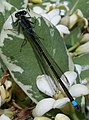 ♀ Ischnura cervula (Pacific forktail)