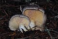 Lactarius pallescens