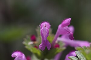 광대나물(Lamium amplexicaule)