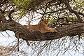 * Nomination Lion (Panthera leo), Tarangire National Park, Tanzania --Poco a poco 15:53, 14 August 2024 (UTC) * Promotion  Support Good quality. --Georgfotoart 11:44, 16 August 2024 (UTC)