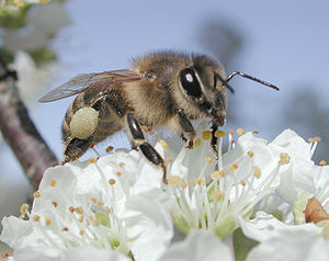 양봉꿀벌 (Apis mellifera)