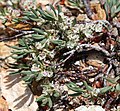 Polygonum shastense, branches with white flowers