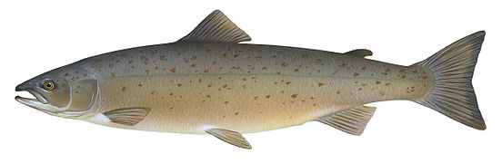 The Atlantic salmon