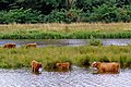 Vecht prop de Hardenberg