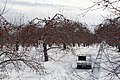 Verger de pommes gelées pour la fabrication du cidre de glace