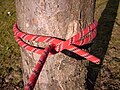 Nœud de cabestan formé par deux demi-clés.