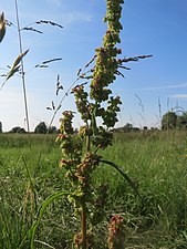 Rumex crispus traduit un hydromorphisme induit en terrain plutôt alcalin.