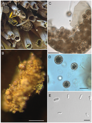 Ascosphaera callicarpa: B: larve bedekt met hyfen en sporocysten. C en D: sporocysten. E: ascosporen.