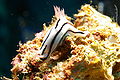 Chromodoris willani, Papua Nugini