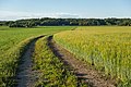 44 Field with mixed intercropping of oat and rye uploaded by W.carter, nominated by W.carter