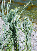 January 4: the weed Helichrysum luteoalbum