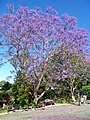 Brisbane, Australia, terkenal bagi jacarandasnya yang biasa terdapat di kawasan umum, taman dan halaman perumahan.