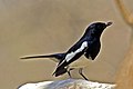 Oriental Magpie-robin (Copsychus saularis)