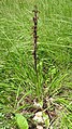 Orchis mascula Germany - Kaiserstuhl