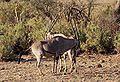 Oryx dans la réserve nationale de Samburu