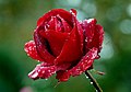 * Nomination 'Precious Platinum' variety rose in Northern Ireland (by MauraWen) --Gpkp 10:26, 11 September 2024 (UTC) * Promotion  Support Sweet --FBilula 11:25, 11 September 2024 (UTC)