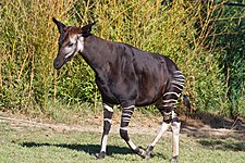 Okapi (Okapia johnstoni)