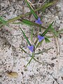 Unidentified Tradescantia