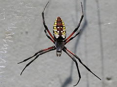 Argiope aurantia