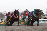 The Ban'ei Kinen(28-3-2010)