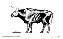 Ricostruzione dello scheletro di Bos primigenius