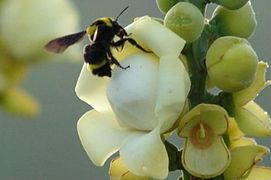 May 28: the bee Bombus transversalis