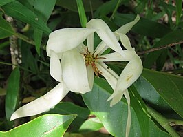 Magnolia champaca