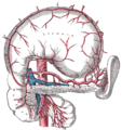 腹腔動脈とその枝の様子。なお、胃は持ち上げられ、十二指腸は取り除かれている。