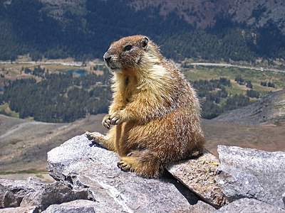 "Marmot-edit1.jpg" by User:Jjron