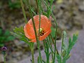 Corn poppy (Papaver rhoeas)